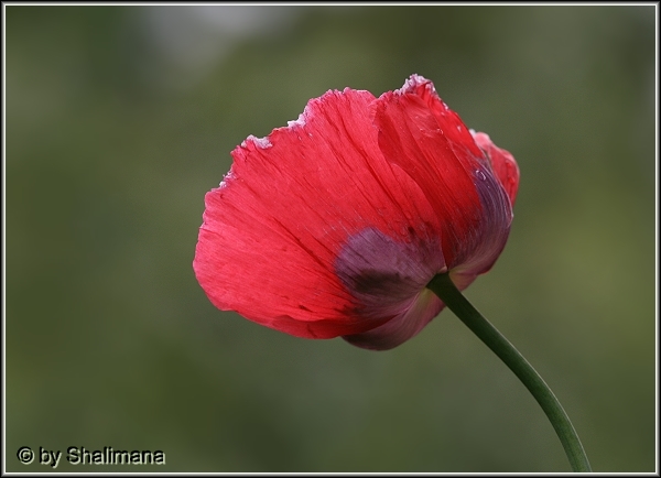 ../Images/mohn.jpg