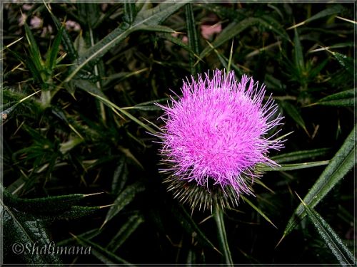 Distel