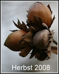 Herbst 2008