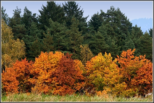 ../Images/landschaftza.jpg