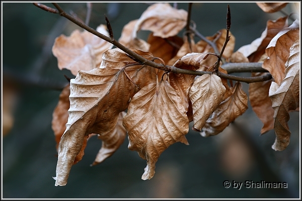 ../Images/welklaub.jpg