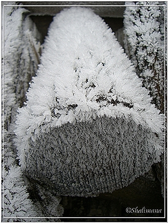 Holzstück, reifbedeckt