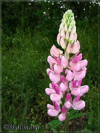 Lupine