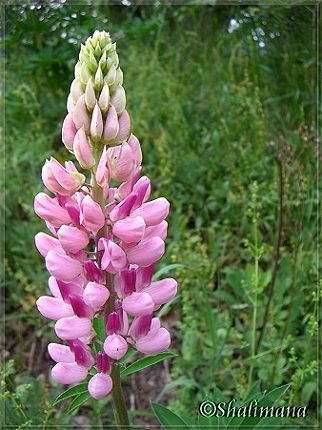 Lupine