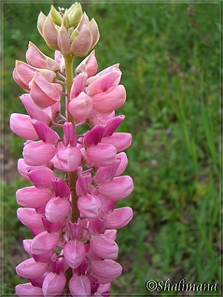 Lupine