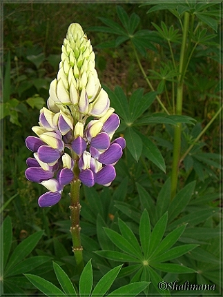 Lupine