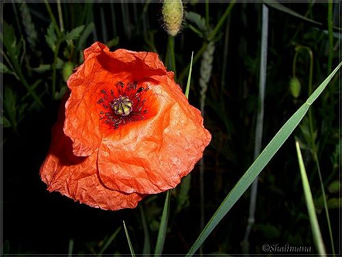 Mohn