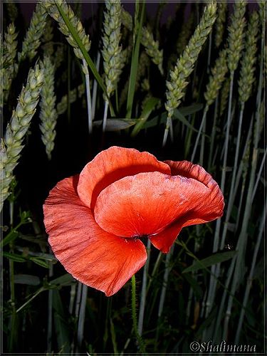 Mohn