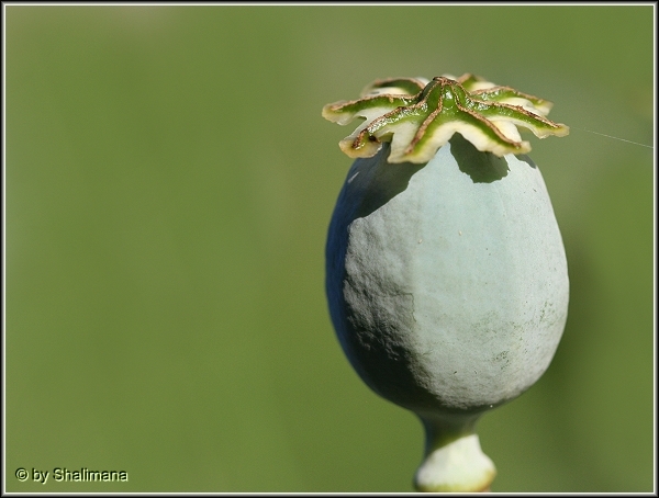 ../Images/mohn-a.jpg