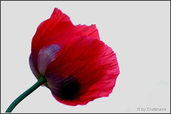 ../Images/mohn.jpg