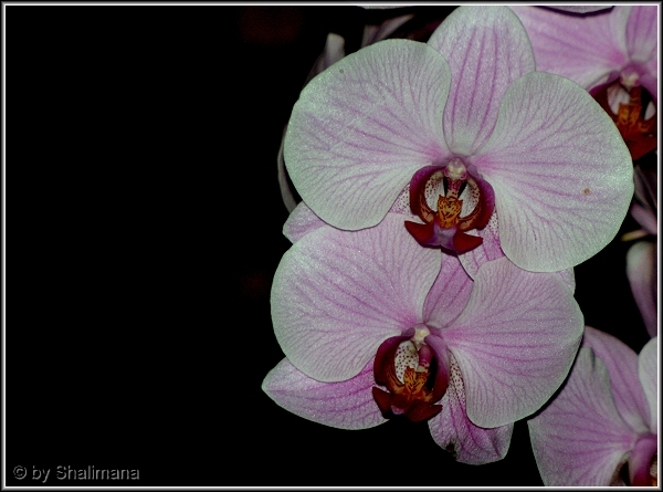 ../Images/orchidee-a.jpg