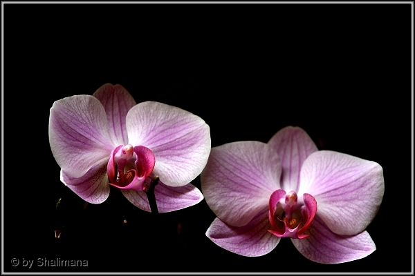 ../Images/orchidee-b.jpg