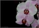 Thumbs/tn_orchidee-a.jpg