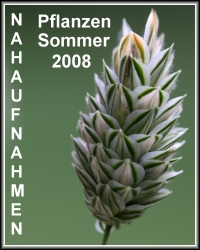 Sommer 2008