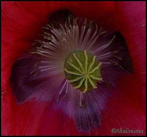 Stockrosenblüte