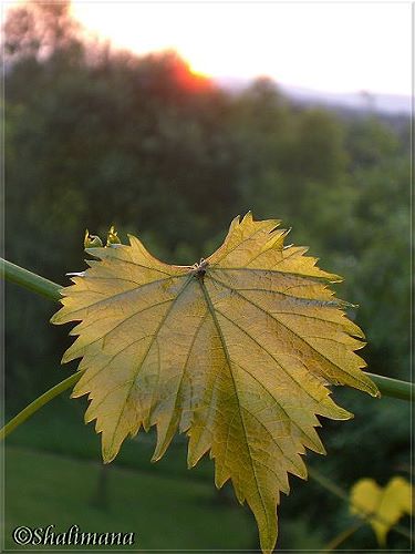 Weinlaub