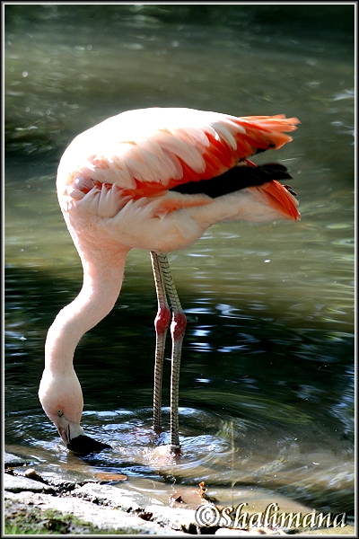 ../Images/flamingo.jpg