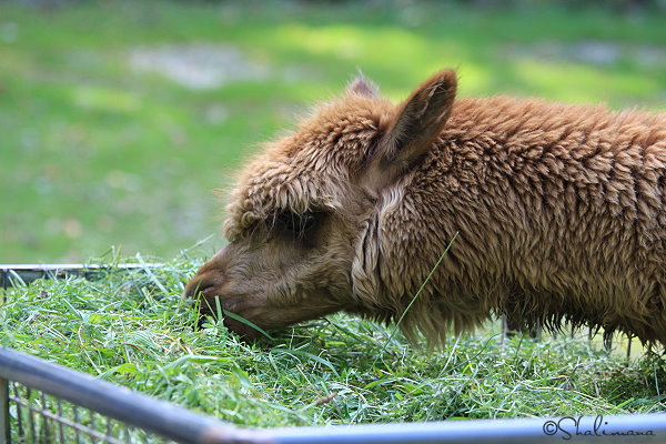 ../Images/zoo-str-16-9-10-p.jpg