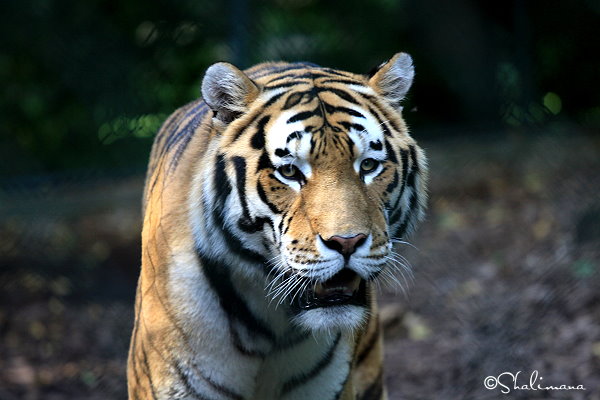 ../Images/zoo-str-16-9-10-zi.jpg