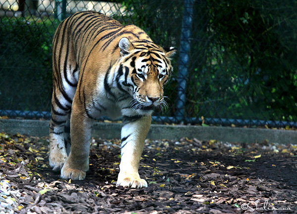 ../Images/zoo-str-16-9-10-zm.jpg