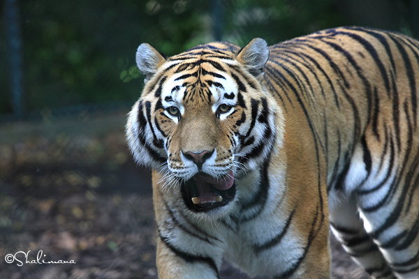 ../Images/zoo-str-16-9-10-zp.jpg