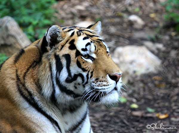 ../Images/zoo-str-16-9-10-zs.jpg