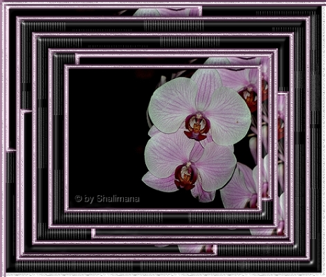 ../Images/orchidee2.jpg