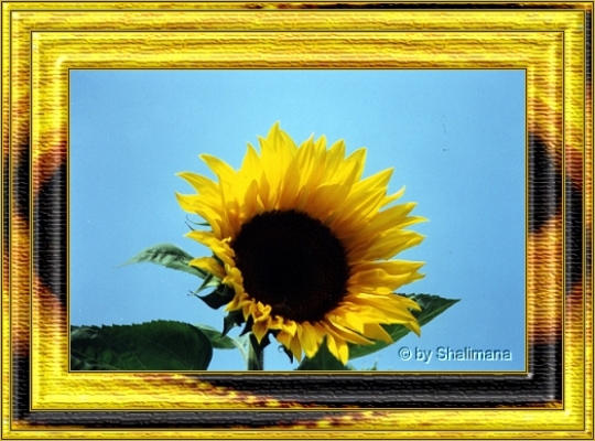 ../Images/sonnenblume.jpg